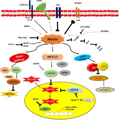 Malignant mesothelioma tumours: molecular pathogenesis, diagnosis, and therapies accompanying clinical studies